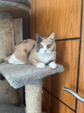 BSH Calico Female