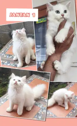 KITTEN PERSIA MEDIUM PUTIH DAN HIMALAYA MATA BIRU
