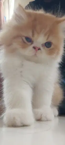Kitten peaknose betina