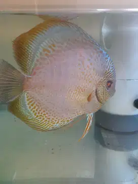Ikan discus anakan