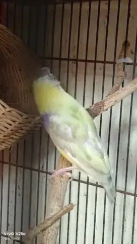 Jual sangkar burung 95%