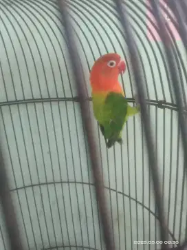 Lovebird biola green