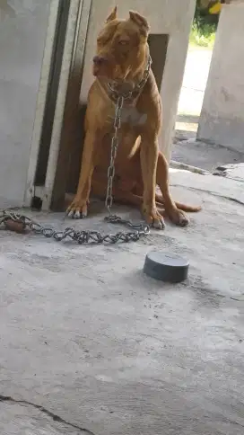 Pitbull jantan .