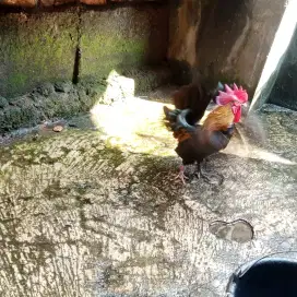 Sepasang ayam Kate tema