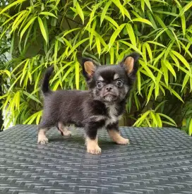 CHIHUAHUA GEMOY