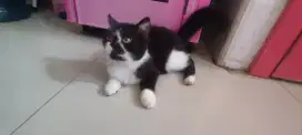 Kitten exotic mix flat