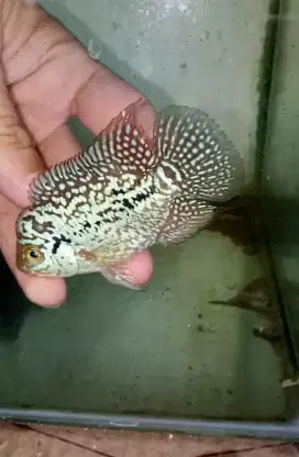Louhan kamfa f2 jenong