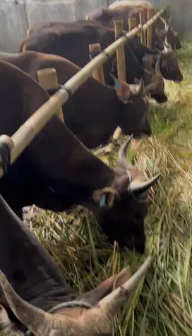 Sapi Kurban Kualitas dan Terjangkau