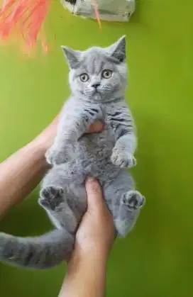 kucing kitten british shorthair betina sudah vaksin garansi 100% pure