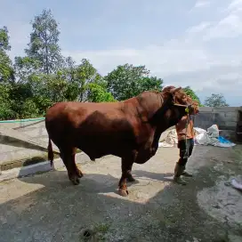Sapi Qurban harga Grosir, 250kg sd 1 Ton up