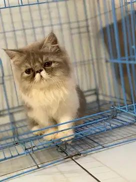 Peaknose longhair kitten