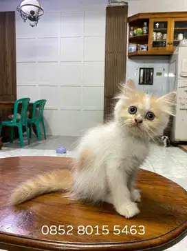 kitten persia betina