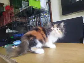 Kitten betina peaknose