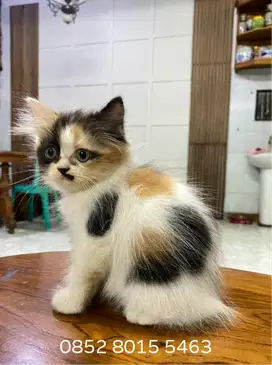 kitten persia betina