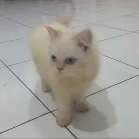 KUCING KITTEN PERSIA / HIMALAYAN