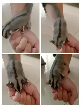Sugar Glider Classic grey