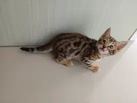 kitten jantan umur 2 bln