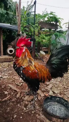 Ayam ketawa slow