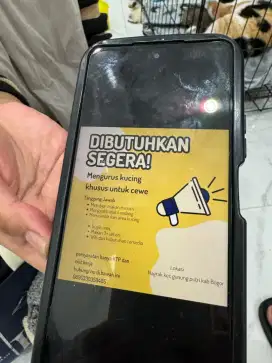 Di butuhkan ART (Mengurus kucing)