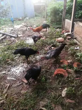 Ayam kampung dewasa 6 ekor