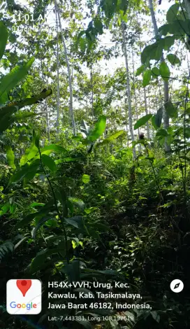 DI JUAL KEBON JABON SIAP PANEN