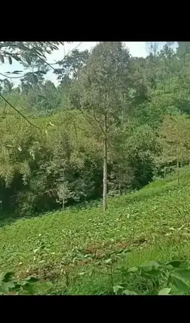 Kebun Durian Pepaya Jabung Pakis Malang