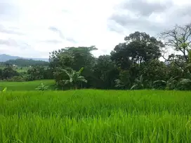 Dijual Sawah Produktif View Cantik  di Pondoksalam Purwakarta