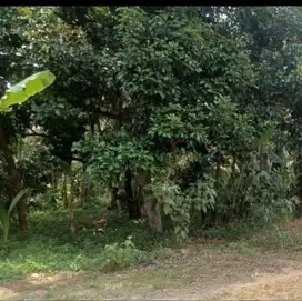 Dijual Tanah dekat Puspitek Gunung Sindur