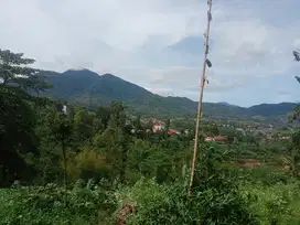 TANAH KEBUN KOPI BONUS POHON JABON SHM MASUK MOBIL
