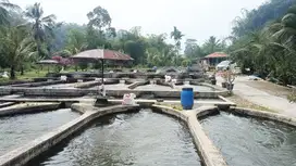 Tanah Produktif Peternakan Ikan Di Pamijahan Bogor