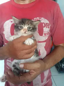 Kitten Persia Lucu