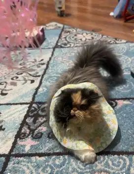 Kucing munchkin foldex