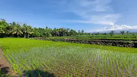Tanah Jual Pakem Sleman View gunung Merapi akses jalan Bagus
