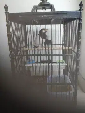Burung Jalak suren