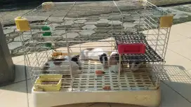 Dijual 5 Ekor Marmut Lucu & Kandang