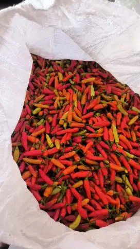 CABE RAWIT ORI MURAH HARGA PETANI
