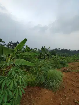 Sewa lahan 1 hektar