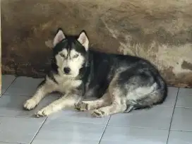 HIBAH GRATIS  2 ANJING HUSKY FOR DOG LOVER