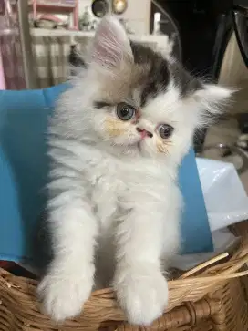 FLATNOSE PERSIAN