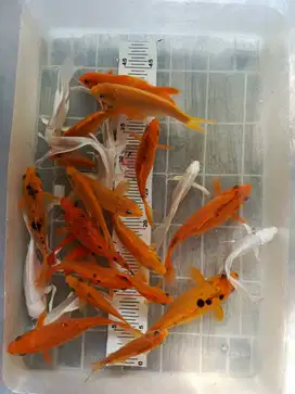 Koi paket 27 ekor 10-18cm