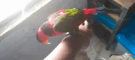 Burung kenari jinak