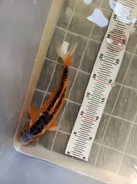 Koi shusui 27 cm