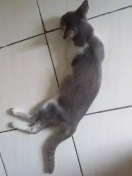 KITTEN SCOTISH PREMIUM DIPERCEPAT AMBIL.
