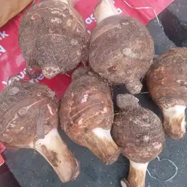 Dibutuhkan Karyawan Pria untuk Street Food