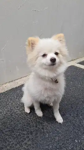 Anjing / anjing pom / anjing kecil / anjing lucu / anjing murah
