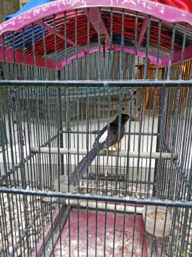 Muraibatu bety siapkan ring peternak