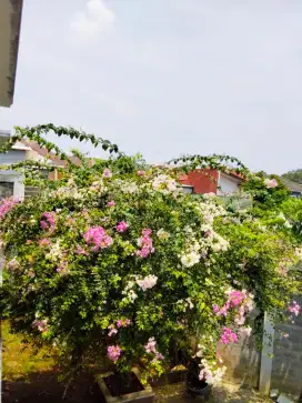 Lowongan ART di bsd Tangerang selatan