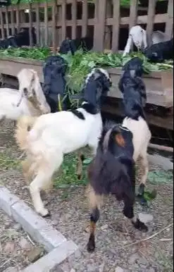 paketan 10 ekor kambing jantan TB 80-85cm buat pedagang kurban manteb