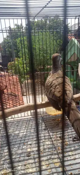 Burung perkutut bsngkok betina