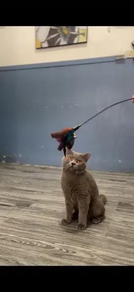 Kucing BSH jantan proven